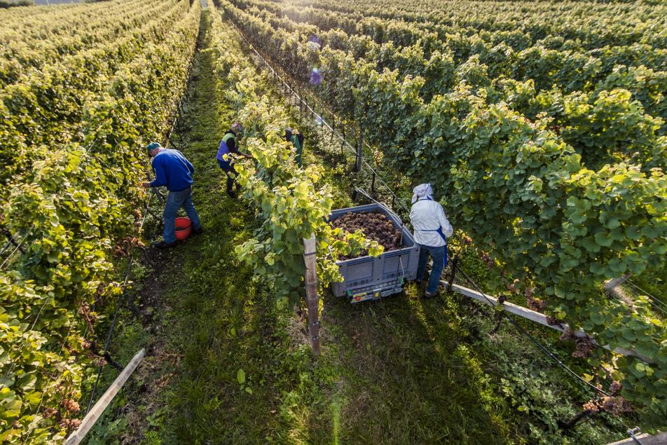 Land of Wine South Tyrol in Alto Adige by Bolzano Farmers Working on the wine yard