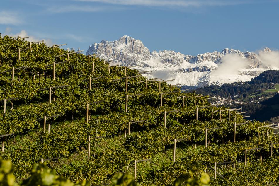 Alto Adige Paese del Vino Catenaccio Panorama Dolomiti Coltivazione Vini Santa Maddalena