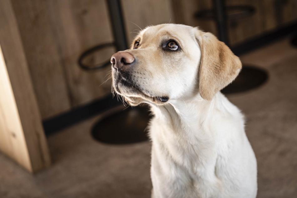 Chalet Grumer mit Hund in Südtirol